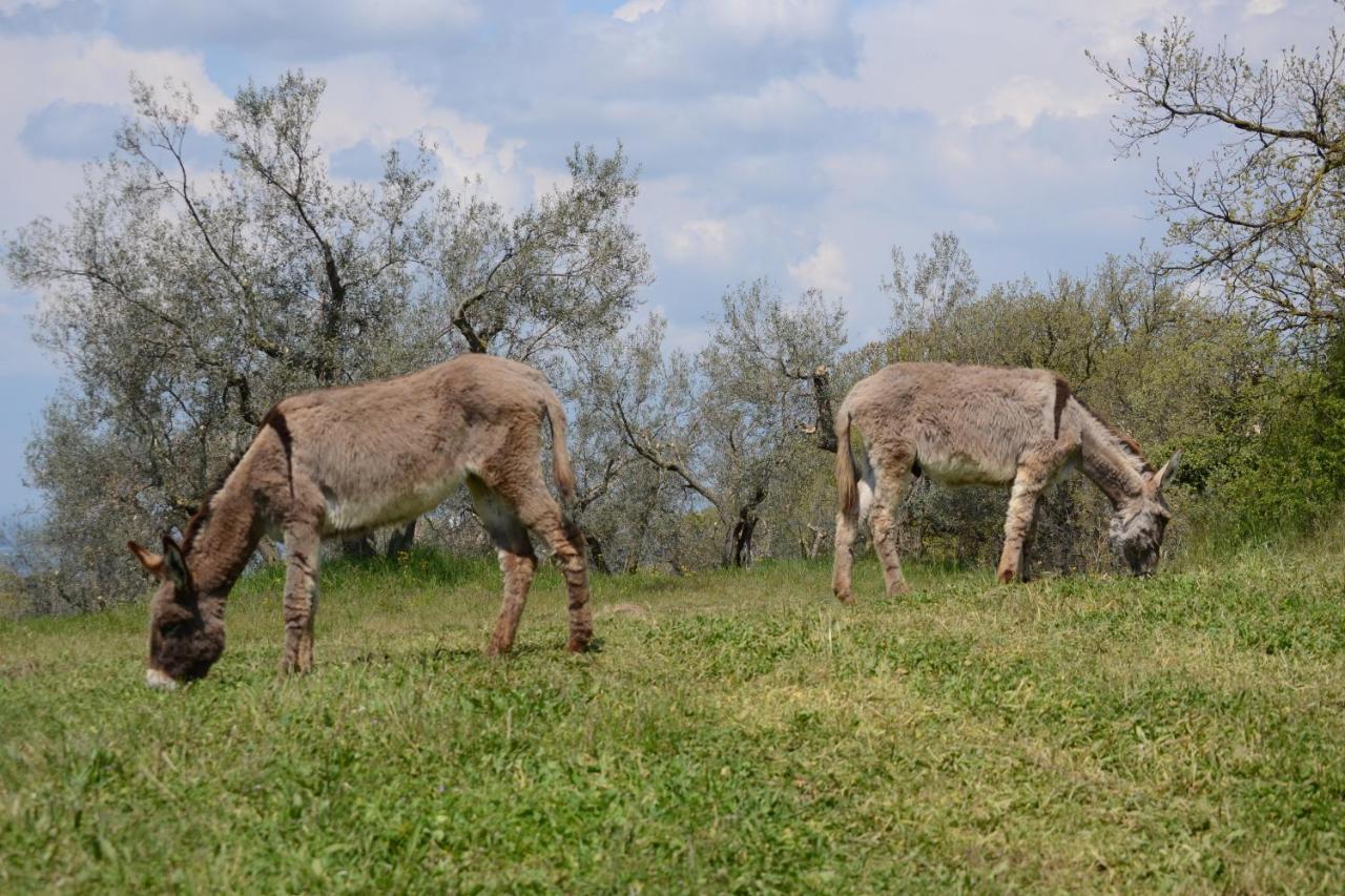 Agriturismo La Lampada Di Atena Верталла Екстер'єр фото